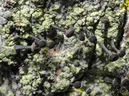 Attēlu rezultāti vaicājumam “Calicium viride”