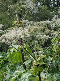 Attēlu rezultāti vaicājumam “Heracleum sosnowskyi”