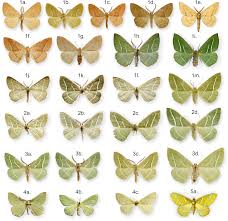 Attēlu rezultāti vaicājumam “Hylaea fasciaria”