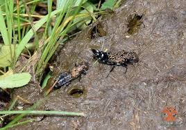 Attēlu rezultāti vaicājumam “Ontholestes murinus”