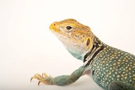 Attēlu rezultāti vaicājumam “Leiocolea collaris”