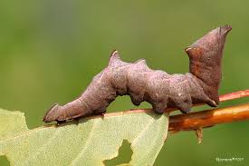 Attēlu rezultāti vaicājumam “Notodonta ziczac”