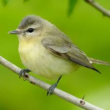 Image result for Vireo philadelphicus