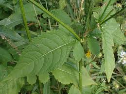 Image result for Dipsacus pilosus