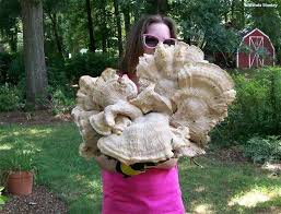 Attēlu rezultāti vaicājumam “Bondarzewia mesenterica”