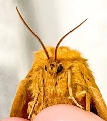 Attēlu rezultāti vaicājumam “Lasiocampa quercus imago”