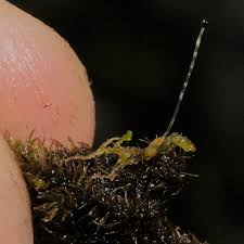 Attēlu rezultāti vaicājumam “Cephaloziella elachista macro”