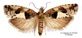 Attēlu rezultāti vaicājumam “Epinotia brunnichana”