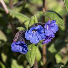 Image result for Pulmonaria Silverado