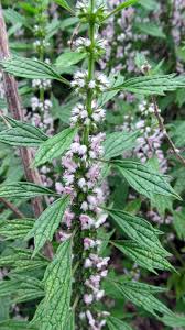 Attēlu rezultāti vaicājumam “Leonurus cardiaca leaf”