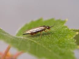 Attēlu rezultāti vaicājumam “Euura brevicornis larva”