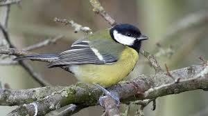 Attēlu rezultāti vaicājumam “Parus major”