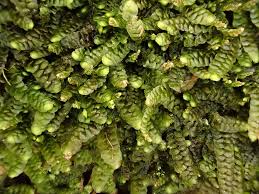 Attēlu rezultāti vaicājumam “Calypogeia muelleriana”