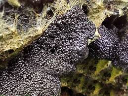 Attēlu rezultāti vaicājumam “Lindbladia tubulina”