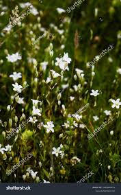 Attēlu rezultāti vaicājumam “Linum catharticum flower”