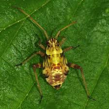 Attēlu rezultāti vaicājumam “Rhabdomiris striatellus”