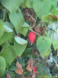 Attēlu rezultāti vaicājumam “Thladiantha dubia leaf”