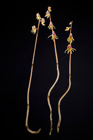 Attēlu rezultāti vaicājumam “Epipogium aphyllum”