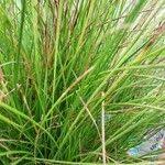 Attēlu rezultāti vaicājumam “Carex pulicaris”