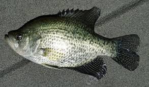 Image result for Pomoxis nigromaculatus