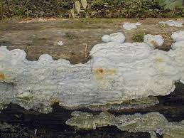 Attēlu rezultāti vaicājumam “Phlebiopsis gigantea”