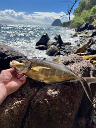 Image result for Caranx ruber