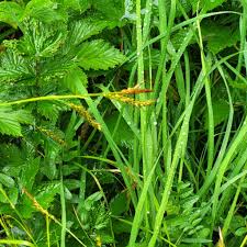 Attēlu rezultāti vaicājumam “Carex sylvatica fruit”