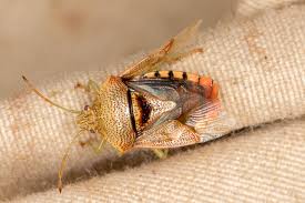 Attēlu rezultāti vaicājumam “Elasmucha grisea imago”