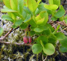 Attēlu rezultāti vaicājumam “Vaccinium uliginosum”