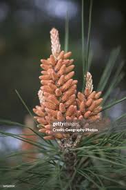 Attēlu rezultāti vaicājumam “Pinus sylvestris male flower”