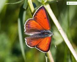 Attēlu rezultāti vaicājumam “Lycaena hippothoe underside”