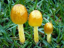 Attēlu rezultāti vaicājumam “Bolbitius vitellinus”