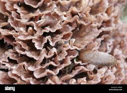 Image result for Podoscypha multizonata