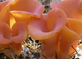 Attēlu rezultāti vaicājumam “Tremiscus helvelloides”