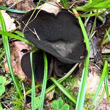 Attēlu rezultāti vaicājumam “Pseudoplectania nigrella”