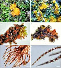 Attēlu rezultāti vaicājumam “Hymenostylium recurvirostrum”