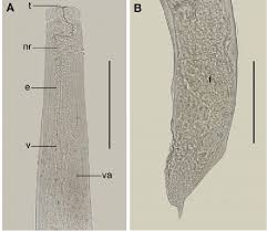 Image result for Hyporthodus niveatus