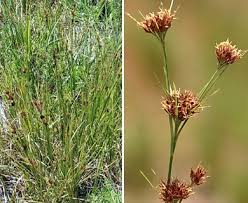 Attēlu rezultāti vaicājumam “Rhynchospora fusca”