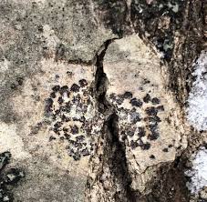 Attēlu rezultāti vaicājumam “Arthonia leucopellaea”