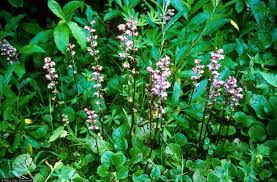 Attēlu rezultāti vaicājumam “Pyrola rotundifolia fruit”