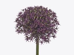 Attēlu rezultāti vaicājumam “Allium scorodoprasum leaf”