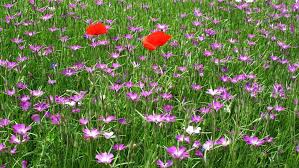 Image result for Kornrade