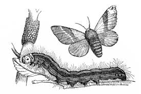 Attēlu rezultāti vaicājumam “Malacosoma neustria”
