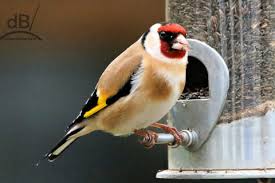 Attēlu rezultāti vaicājumam “Carduelis carduelis”