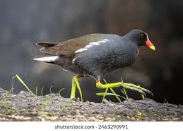 Image result for Gallinula chloropus