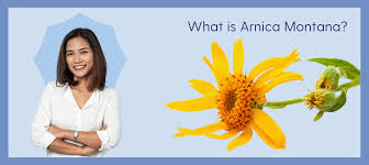 Attēlu rezultāti vaicājumam “Arnica montana”