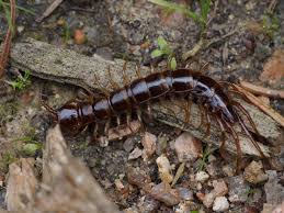 Attēlu rezultāti vaicājumam “Chilopoda”