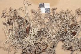 Attēlu rezultāti vaicājumam “Cladonia stygia”