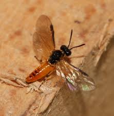 Attēlu rezultāti vaicājumam “Athelia pyriformis”