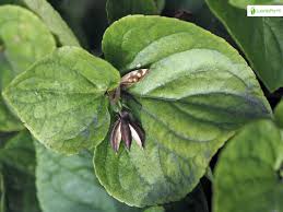 Attēlu rezultāti vaicājumam “Viola mirabilis leaf”